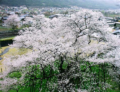 臥龍桜 開花状況|臥龍桜の花見混雑状況と駐車場情報！桜の開花状況。